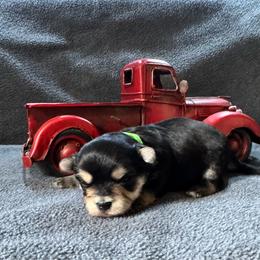 Fitz green collar - Black & tan tri-color male Morkie puppy in Taylorsville, North Carolina from Mountain Top Hot Tailz