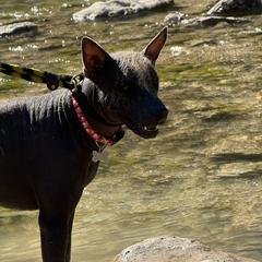 Anubis - Bronze male Xoloitzcuintli puppy in Hico, Texas from Amayla Kennels