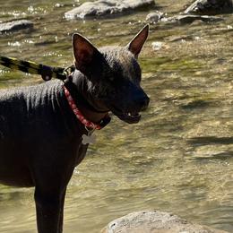 Anubis - Bronze male Xoloitzcuintli puppy in Hico, Texas from Amayla Kennels