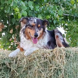 Australian Shepherds from Invictus Farms