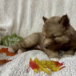 Kovu - Brown and white male Siberian Husky puppy in Columbus, Nebraska from Happy Howlin' Smokey Mountain Huskies
