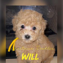 Will - Apricot male Poodle puppy in Oceanside, New York from Anastasia STANDARD Poodles three four seven seven five four two three four five
