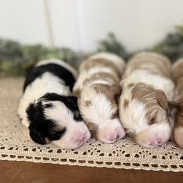 Bernedoodle and Cavapoo Puppies from Apricot Roots Doodles