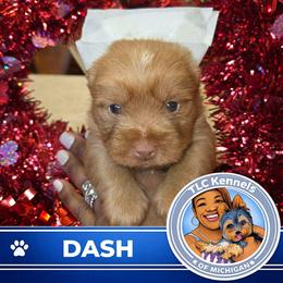 DASH - Chocolate, tan and white male Yorkshire Terrier puppy in Eastpointe, Michigan from TLC Kennels TenderLittleCuties