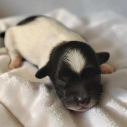 2 - Black & white male Maltipoo puppy in Salisbury, North Carolina from Carolina Canines