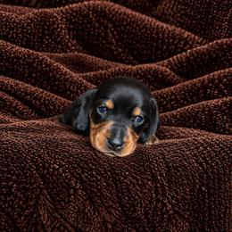 Kingman - Black and tan male Dachshund puppy in Plant City, Florida from GE Miniature Dachshunds