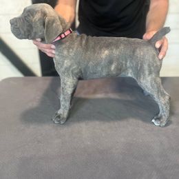 Pink Girl - Gray brindle female Cane Corso puppy in Beaver Crossing, Nebraska from Blue River Cane Corso