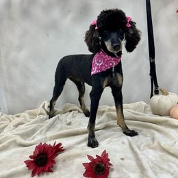 Jazmine - Poodle