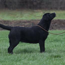 Piper Skye - Labrador Retriever
