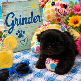 Grinder - Black male Shih Tzu puppy in Bethpage, Tennessee from Tennessee's Treasured Shih Tzus