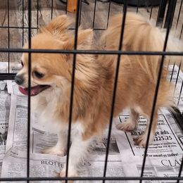 Cowboy - Chihuahua