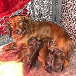 Stella - Dachshund