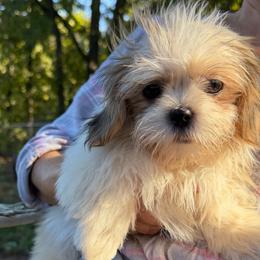 Athena - Gold and white female Shih Tzu puppy in Chattanooga, Tennessee from Joyfull Pals