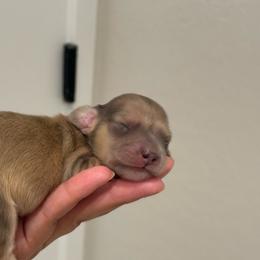 Bear - Cream male Dachshund puppy in Goodyear, Arizona from D&C Royal Dachshunds LLC
