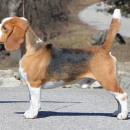 Beagles and Dalmatians from Arcadia Kennels