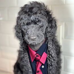 Goldendoodle Puppies from Merced Doodles