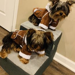 Yorkshire Terrier Puppies from Missy Lu Lap Puppies