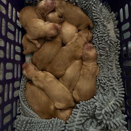 Boy 4 - Dark golden male Golden Retriever puppy in Lebanon, Oregon from Dark Goldens on Hilltop