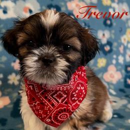 Trevor - Gold and white male Shih Tzu puppy in Hemet, California from Aloha Shih Tzu