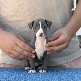 Boy 3 - Blue male Italian Greyhound puppy in Sugar Valley, Georgia from Pinnacle Farm and Kennel