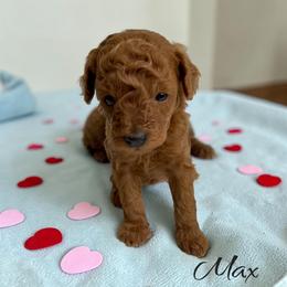 Max - Red  male Poodle puppy in Miami, Florida from Maria's Pups