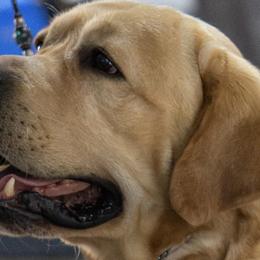 Labrador Retrievers from Pineview Meadow Labradors