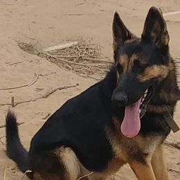 Cebo - German Shepherd