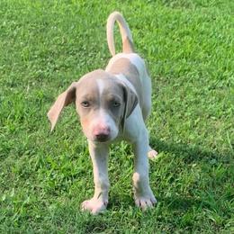 Boy 1 - Blue male Catahoula Leopard Dog puppy in Gadsden, Alabama from Rich Cat’s