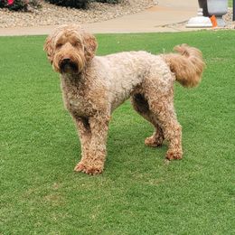Bailey - Australian Labradoodle