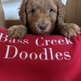 Robert Redford- green collar - Red  male Goldendoodle puppy in Chino Valley, Arizona from Bass Creek Doodles