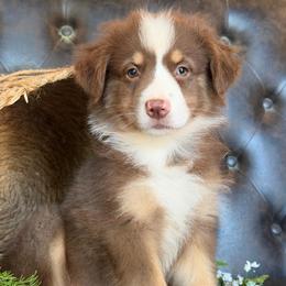 Whitley- Has Tail and Videos - Red tri-color female Australian Shepherd puppy in Troy, South Carolina from Lana Corley- Australian Shepherds of 3/W Farms