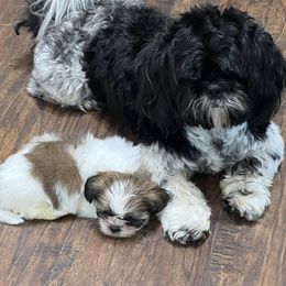 Pomeranian and Shih Tzu Puppies from Laik’s Little Shihtz & Poms