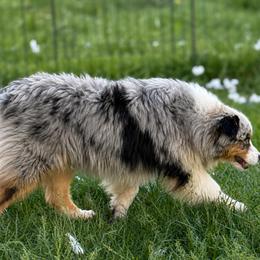 Australian Shepherds, Miniature American Shepherds, and Miniature Australian Shepherds from Diamond Arrow Aussies