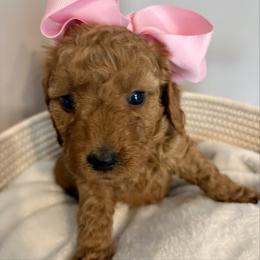 Princess Peach - Red  female Goldendoodle puppy in Dayton, Tennessee from MK Goldendoodles