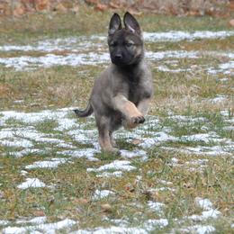 German Shepherd and Siberian Husky Puppies from Sstar