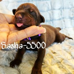 Red Rust female - 5500 - Red and rust female Doberman Pinscher puppy in Aurora, Indiana from Double-Take Doberman Kennels