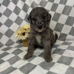 Bonanza - Blue merle male Bernedoodle puppy in Holden, Missouri from Mid-West Bernedoodles