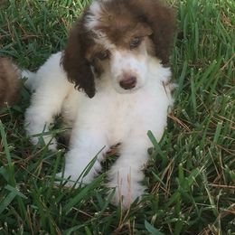 Poodle Puppies from 406 Poodles