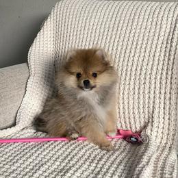 Lucas - Orange sable male Pomeranian puppy in Citrus Heights, California from Yev and Marina's Pomeranians (AKC)