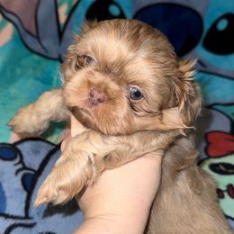 Omen - Lilac male Shih Tzu puppy in Birmingham, Alabama from Lavender Lane Tzus