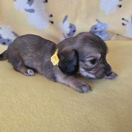 Little bendall - Red female Dachshund puppy in Klamath Falls, Oregon from Luvindoxys4u
