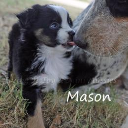 Mason - Black tri male Toy Australian Shepherd puppy in Godley, Texas from Flying H Toy and Mini Aussies