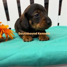 Easton - Wild boar male Dachshund puppy in Leoma, Tennessee from Southbound Kennel