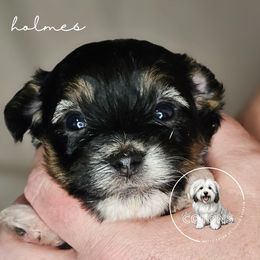 Holmes - Black and white male Coton de Tulear puppy in Iowa from Jac Be Nimble Cotons