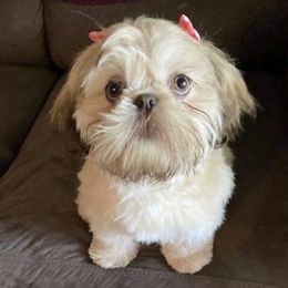 Shih Tzus from Precious Pup ShihTzu