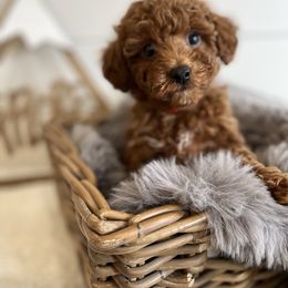 Maltipoo Puppies from Puppyzenn