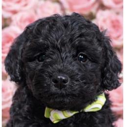 Buddy - Tri-color male Yorkipoo puppy in Apple Valley, California from Boujeepups