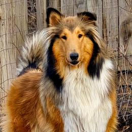 Woodpecker Farm's Scottland the Brave - Scottish Collie puppy in Lynden, Washington from Woodpecker Farm