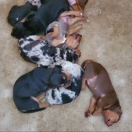 Catahoula Leopard Dog Puppies from Magnolia Farms Kennel
