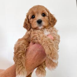Yoda - Red male Cavapoo puppy in Murray, Utah from Good Looking Dogs
